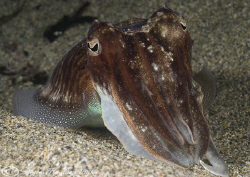 Cuttlefish. Cornwall. D200, 60mm. by Derek Haslam 